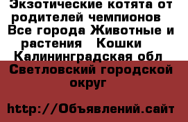  Экзотические котята от родителей чемпионов - Все города Животные и растения » Кошки   . Калининградская обл.,Светловский городской округ 